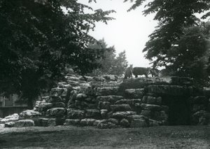 ElandAntelope Paddock Lontoon eläintarhassa kesäkuussa 1924 tekijältä Frederick William Bond