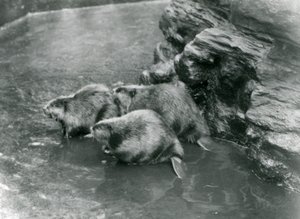 Kolme majavaa uima-altaassa Lontoon eläintarhassa, 1920-luku tekijältä Frederick William Bond