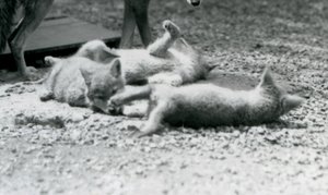 Kolme kojootinpentua pyörimässä maassa äitinsä jalkojen juuressa Lontoon eläintarhassa tekijältä Frederick William Bond