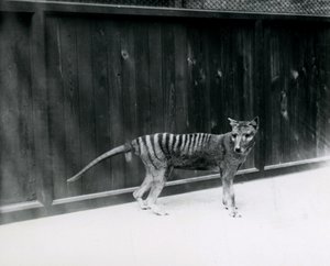 Thylacine Tasmanian Wolf Lontoon eläintarhassa ennen vuotta 1930 tekijältä Frederick William Bond