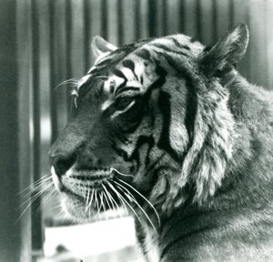 Tiger Sam Lontoon eläintarhassa vuonna 1925