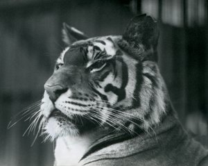 Tiikeritär Sally Lontoon eläintarhassa vuonna 1927 tekijältä Frederick William Bond