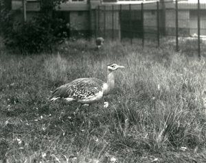 Kaksi arabirintaa seisoo aitauksessaan Lontoon eläintarhassa syyskuussa 1927. tekijältä Frederick William Bond