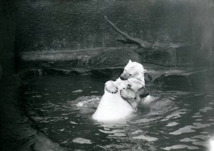 Kaksi jääkarhua, mukaan lukien nuori, halaamassa ja leikkimässä uima-altaassa Lontoon eläintarhassa, kesäkuu 1922 tekijältä Frederick William Bond