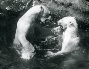 Kaksi jääkarhua ryyppäämässä uima-altaassa Lontoon eläintarhassa vuonna 1926 tekijältä Frederick William Bond
