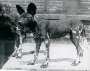 Kaksi Somalian villikoiraa Lontoon eläintarhassa heinäkuussa 1925 tekijältä Frederick William Bond