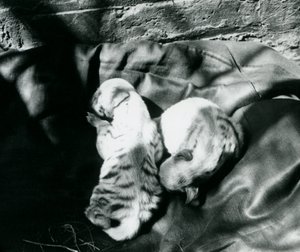 Kaksi raidallista hyeenanpentua Lontoon eläintarhassa, n. 1914 tekijältä Frederick William Bond