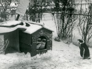 Kaksi uhanalaista mustajalkapingviiniä katsoo ulos pesimälaatikostaan lumeen, kun taas toinen katselee, Lontoon eläintarha, 1924 tekijältä Frederick William Bond