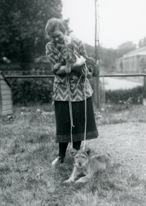 Kaksi leijonanpentua nuoren naisen kanssa Lontoon eläintarhassa elokuussa 1925. tekijältä Frederick William Bond