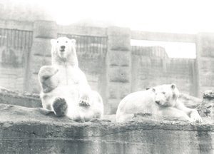 Kaksi jääkarhua ZSL:n Lontoon eläintarhassa, 1927 tekijältä Frederick William Bond