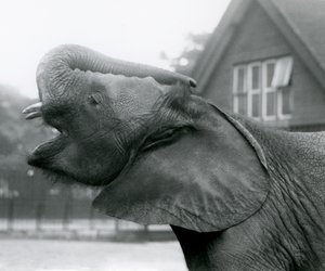 Nuori afrikkalainen norsu Kiberenge kohottaa runkoaan ja kutsuu, Lontoon eläintarha, elokuu 1925 tekijältä Frederick William Bond