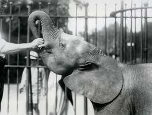 Nuori naaras, afrikkalainen pygmy-norsu Oojah saa herkkua, Lontoon eläintarha, heinäkuu 1925 tekijältä Frederick William Bond