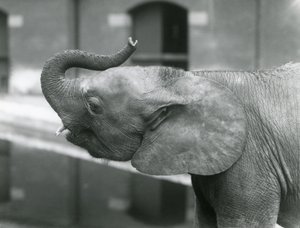 Nuori afrikkalainen kääpiöelefantti Oojah nostamassa keppiä Lontoon eläintarhassa, heinäkuu 1925. tekijältä Frederick William Bond