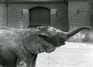 Nuori afrikkalainen kääpiöelefantti Oojah nostelee keppiä herkutellakseen Lontoon eläintarhassa heinäkuussa 1925. tekijältä Frederick William Bond
