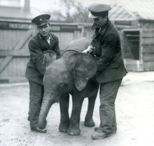 Nuori naaras afrikkalainen pygmyelefantti Oojah kahden vartijan kanssa Lontoon eläintarhassa huhtikuussa 1925 tekijältä Frederick William Bond