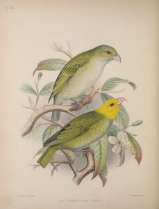 Psittirostra Psittacea, Scott B. Wilsonin teoksesta "Aves Hawaiienses: Sandwichsaarten linnut" tekijältä Frederick William Frohawk