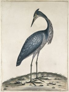 Haikara, 1789 (wc ja muste paperille)