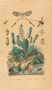 Hyönteiset ja kukat tekijältä French 19th Century