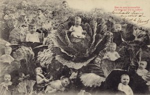 Vauvat kaalilapussa (valokuvakollaasi) tekijältä French Photographer