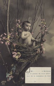 Vauva pesässä tekijältä French Photographer