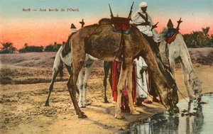 Kamelit juomassa Oued-joen reunalla Algeriassa tekijältä French Photographer