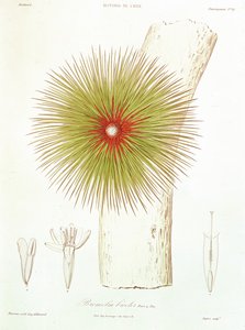 Andeilta löydetty Bromelia, Claudio Gayn kirjasta "Historia de Chile", 1854. tekijältä French School