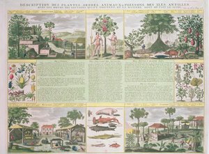 Kuvaus Antilleilta löydetyistä kasveista, puista, eläimistä ja kaloista, kuva Histoire Generale des Antilles Habitees par les Francois Vol. 2, Jean Baptiste Du Tertre (1610-1687), julkaise tekijältä French School