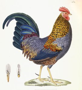 Kana, levy 232, "Nouveau Recueil de Planches Coloriees d