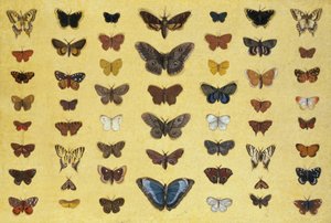 Kollaasi perhosista ja perhosista, mukaan lukien Camberwell Beauty, British Swallowtail, Scarce Swallowtail, Peacock ja Small Tortoiseshell, n. 1830 (wc paperilla) tekijältä French School