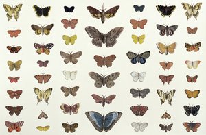 Kollaasi perhosista ja perhosista, mukaan lukien Camberwell Beauty, British Swallowtail, Scarce Swallowtail, Peacock ja Small Tortoiseshell, noin 1830 (painos numero 104967)