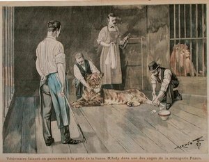 Eläinlääkäri sidomassa leijona Miladyn tassua, n. 1898-1899 (värinen kaiverrus) tekijältä French School