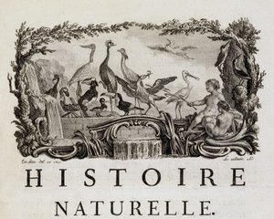 Luonnonhistorian allegooria linnuista - Buffonin "" Luonnonhistoria, yleinen ja erityinen historia" tekijältä French School