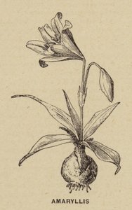 Amaryllis (kaiverrus) tekijältä French School