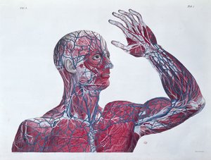 Ihmisen pään ja käsivarren anatomia, Francesco Antommarchin (1789-1838) anatomiakirjasta, jonka kaiverrus on Mascagni, n. 1820 tekijältä French School
