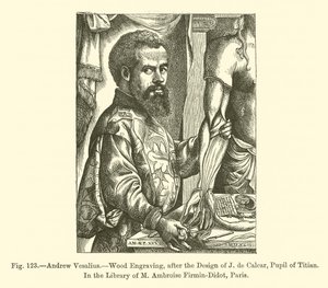 Andrew Vesalius (kaiverrus) tekijältä French School