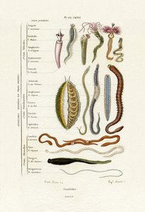 Annelids, 1833-39 tekijältä French School