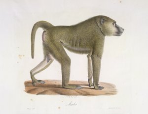 Anubis. Paviaani, Natural History of Mammals (väri litho) tekijältä French School