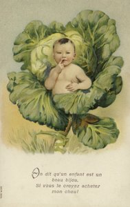 Vauva kaalissa (chromolitho) tekijältä French School