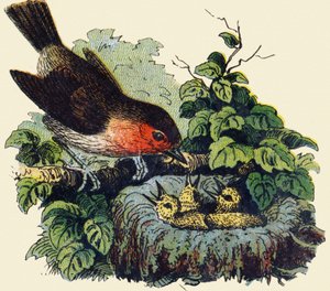 Lintu ja poikaset pesässä. Kaiverrus "ABC indehirable on lakattu kangas". A. Capendu, toimittaja, Pariisi, 1800-luvun loppu. Kuvitettu lastenkirjakauppa. 8 sivua. Mitat: 21,5 x 18 cm. tekijältä French School
