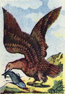 Petolintu . Kaiverrus kirjassa "Alphabet des oiseaux"". Pont-a-Moussonin kuva, Marcel ja/tai Louis Vagne, painaja-kustantaja, 1800-luvun loppupuoli. 16 sivua. Koko: 20,5 x 14 cm. tekijältä French School
