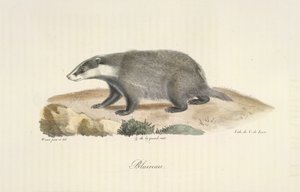 Mäyrä, mäyrä, nisäkkäiden luonnonhistoriasta (väri litho) tekijältä French School