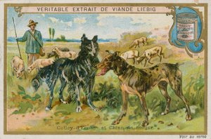 Bordercollie ja lammaskoira tekijältä French School