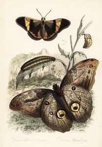 Brassolis sophorae perhonen, nukke ja toukka toukka tekijältä French School