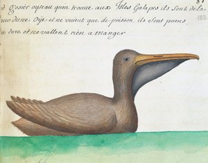 Ruskea pelikaani (Pelecanus occidentalis), Galapagossaaret, akvarelli lokikirjasta Jacques Gouin de Beauchesnen (1652-1730), Compagnie royale de la Mer du Sudin kapteeni, 1698-1701, Ranska tekijältä French School