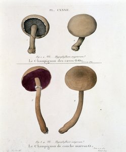 Ruskea kerrossieni - Jean Jacques Paulet