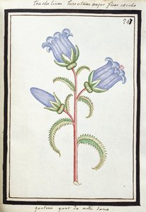 Campanula Trachelium, n. 1700 (akvarellipiirustus, kehystetty mustalla) tekijältä French School