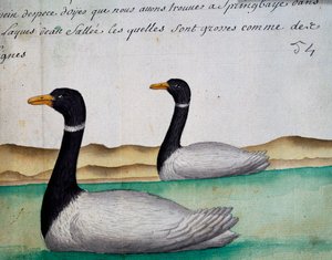 Kanadan hanhet, Springbaye, Salt Lakes Region, akvarelli lokikirjasta. Jacques Gouin de Beauchesne (1652-1730), Compagnie royale de la Mer du Sudin kapteeni, 1698-1701, Ranska tekijältä French School