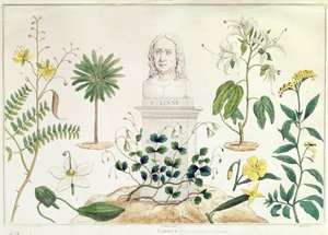 Carolus Linnaeus (1707-78) joidenkin hänen luokittelemiensa kasvien ympäröimänä (värikaiverrus) tekijältä French School