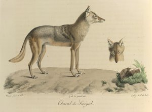 Sakaali Senegalista. Senegalin sakaali, Natural History of Mammals (väri litho) tekijältä French School