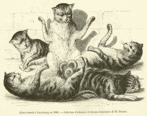 Kissat löydetty Strasbourgista vuonna 1683 (kaiverrus) tekijältä French School
